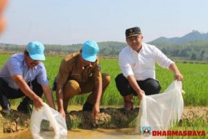 Bupati Dorong Petani Terapkan Mina Padi, Sebagai Bentuk Integrasi Antara Pertanian Dan Perikanan