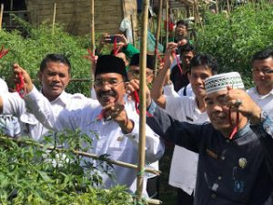 Bupati Yusuf Lubis, Hadiri Panen Pertama Cabai Super Binaan BASNAZ Pasaman