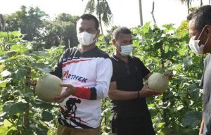 Genius Umar Panen Melon KWT Suka Tani, Desa Padang Birik-Birik