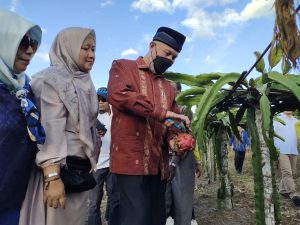 Gubernur turunkan OPD dukung perkebunan buah naga di Nagari Kacang