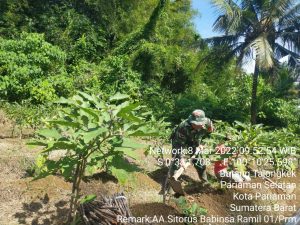 Babinsa ikut membantu petani merawat kebun terong Dengan warga di wilayah Binaan