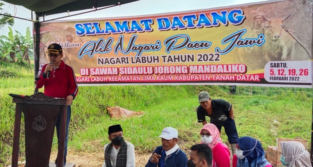 Even Alek Nagari Pacu Jawi Tahun 2022 di Mulai, Silabuak Jadi Lokasi Pertama