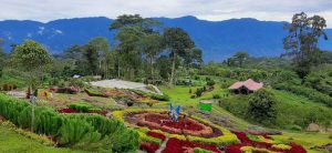 Wakil Bupati Pasaman : Wisata Taman Bunga Puncak Tonang Agar Dibuka Kembali