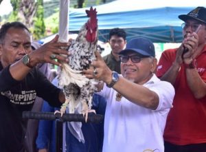 Festival Ayam Kukuak Balenggek Sawahlunto, Berlangsung Meriah