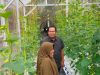 KAIC Desa Kampung Apar Kembangkan Budidaya Melon Golden Hidroponik Sistem Dutch Bucket