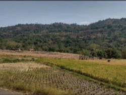 krisis besar di sektor Pertanian hampir 5 Ribu Hektar sawah Irigasi hilang di Pessel