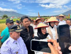 Sumbar Dorong Swasembada Pangan Lewat Metode Sawah Pokok Murah