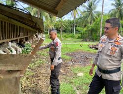 Kapolsek Linggo Sari Baganti Dorong Kemandirian Pangan Lewat Pembinaan Peternak Kambing