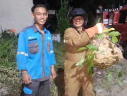 Regu Damkarmat Painan Evakuasi Sarang Tawon di Kompleks PLN